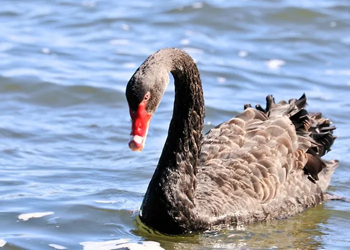 Hotel Black Swan Lakeside Boutique 5*